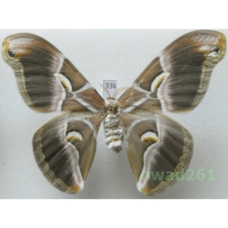 Samia cynthia (Drury, 1773) female ex. ovo China 102mm33k